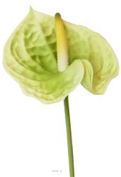 Anthurium artificiel H 70 cm très belle fleur exotique Vert crème