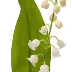 Muguet artificiel 1 brin avec feuillage H 21 cm superbe