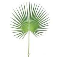 Feuille palmier Chamaerops artificielle H 150 cm D 80 cm polyurethane