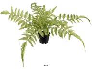 Fougère des forêts osmuda regalis artificielle en pot, H 40 cm