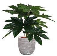 Aralia du Japon artificiel en pot, H 25 cm, D 25 cm