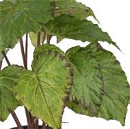 Bégonia royal artificiel en pot, H 30 cm D 25 cm Vert