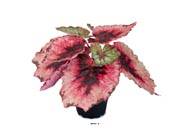 Bégonia royal factice en pot H20cm D22cm superbe couleur Pourpre-rose