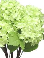 Bouquet de fleurs de Viorne artificielles, 5 têtes, H30 cm Vert - BEST