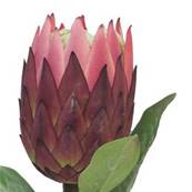 Protea, fleur des lacs, factice en tige, H67cm Rose soutenu - BEST