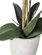 Orchidée phalaenopsis faux 2hampes 14fleurons en pot H60cm D20cm Crème