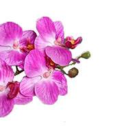 Orchidée phalaenopsis artificielle en coupe céramique H 25 cm Lavande