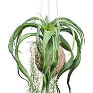 Kokedama artificiel original tillandsia sur coco L 63 cm