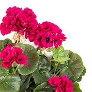 Géranium artificiel en piquet H 30 cm Rose fushia