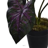 Caladium artificiel en pot H 35 cm D 30 cm Grandes feuilles tissu vert rose