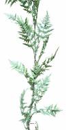 Guirlande de Fougère Plastique Verte artificielle Lg 205 cm D 23 cm 30 feuilles