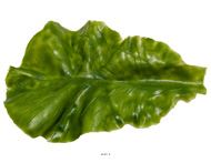 Feuille de salade Laitue Verte  L 16 x 10 cm, 9g en Latex -  Ultra-Réaliste – Effet Réel