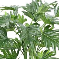 Philodendron Selloum artificiel en pot L 50 cm H 63 cm Vert
