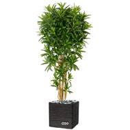 Croton Goldfinger reflexa factice H150 cm 1428 feuilles arbre en pot