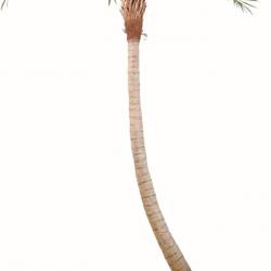 Palmier Coco artificiel H 400 cm 1525 feuilles sur platine