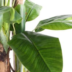 Bananier artificiel en pot 3 Troncs naturel H 240 cm Vert