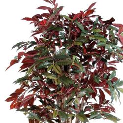 Capensia factice Tronc bois Feuillage rouge-Vert H170cm D90cm en pot