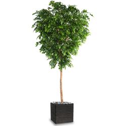 Htre Arbre Artificiel H 400 cm Tronc bois en pot