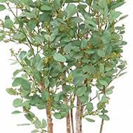 Joli faux eucalyptus en pot H 160 cm feuillage tissu vert
