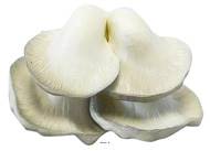 Champignons artificiels Pleurote X4 en mousse PU superbe