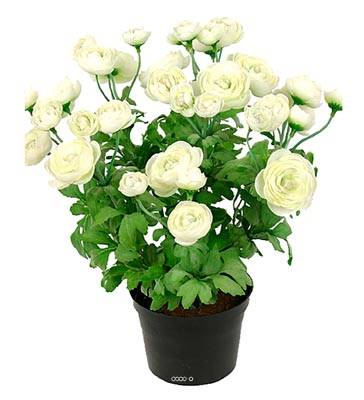 Renoncule factice en pot H28cm 32 fleurs artificielles superbes Crème