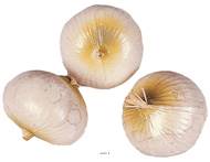 Oignon blanc artificiel en lot de 3 en Plastique soufflé H 75x60 mm
