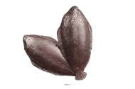 Sole artificielle poisson en lot de 2 Plastique soufflé L 270x120 mm