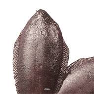 Sole artificielle poisson en lot de 2 Plastique soufflé L 270x120 mm