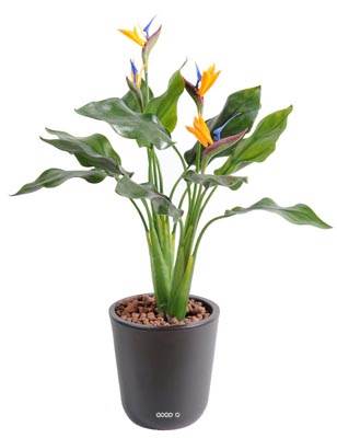 Strelizia arabica plastique H 50 cm 4 fleurs L 35 cm en piquet extérieur