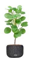 Plante verte Oreilles d'éléphant factices en pot H50cm feuilles tergal