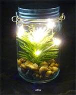 Plante grasse factice cactée en pot de verre et Guirlande Led Type A