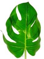 Feuille de Philodendron H 56 cm Tissu plastifi pour extrieur D 20 cm