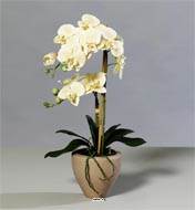 Orchidee factice 2 hampes pot Ceramique H57cm touché réel Vanille
