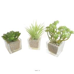 Agave Succulente cactée lot de 3 en pot verre H 9-16 cm Vert Type A