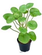 Plante Oreilles éléphant factice en pot H25cm D20cm feuille latex vert
