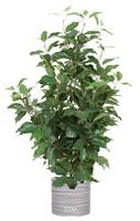 Ficus Benjamina artificiel en pot, H 80 cm, D 43 cm