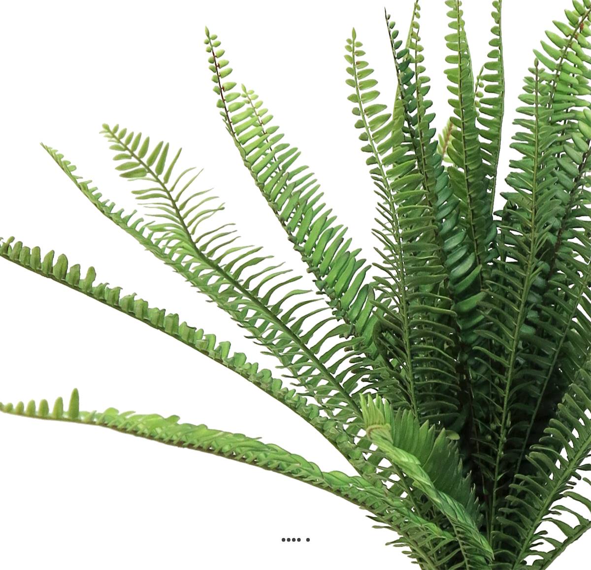 Lush Green Delight Fougère De Boston Plante D'intérieur | Vecteur Premium