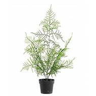 Asparagus artificiel en pot pour extrieur H 50 cm