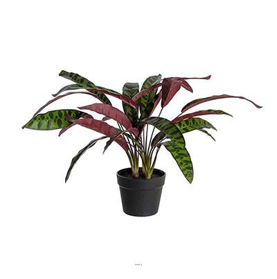 Calathea artificiel en pot H 60 cm D 65 cm qualité haut de gamme