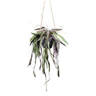 Rhipsalis fausse plante tombante en pot L 40 cm vert-rose