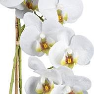 Orchidée phalenopsis artificielle en pot céramique H 60 cm crème