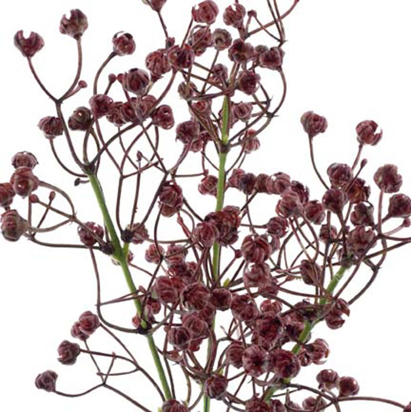 Gypsophile artificiel en bouquet H 42 cm superbes fleurs en plastique Bourgogne