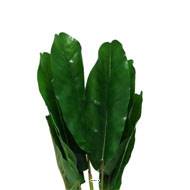 Piquet de 8 feuilles de bananiers artificiel H 55 cm