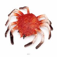 Araignee de mer artificielle en Plastique soufflé grande L 330x210 mm