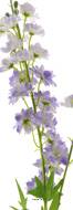Tige de Delphinium poupre-blanc H 85 cm 
