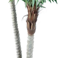 Palmier Phoenix Artificiel H 250 cm D 140 cm 38 palmes 3 troncs en pot