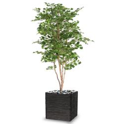 Gingko Artificiel Troncs bois naturels H 180 cm D 110 cm en pot