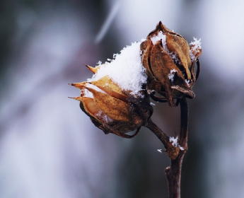 Idées cadeaux de fin d'année: Notre sélection de plantes artificielles d'hiver