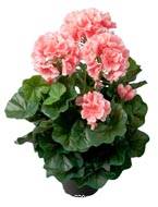 Géranium artificiel 6 têtes en pot lesté H35 cm superbes feuilles Rose