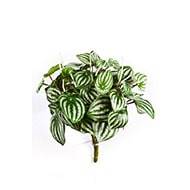 Peperomia artificiel Vert Blanc 30 cm 52 feuilles en piquet